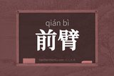 前臂