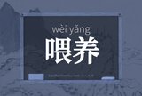 喂养