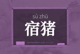 宿猪