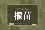 揠苗
