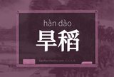 旱稻