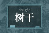 树干