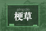 梗草