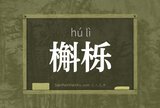 槲栎