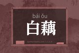 白藕