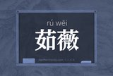 茹薇