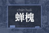 蝉槐