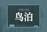鸟泊